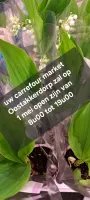 1 mei